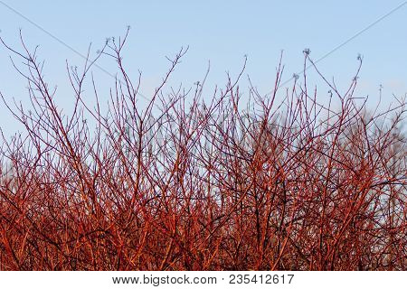 Cornus Sanguinea. Brightly Red Branches Of The Tree (dogwood) In The Spring Forest At Sunset In Apri