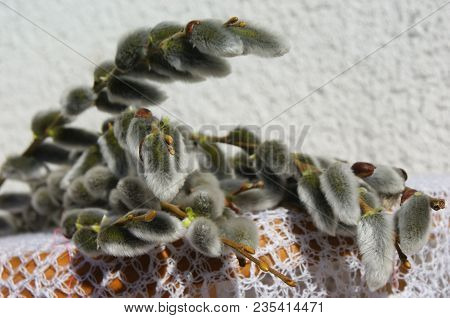 Willow Is A Symbol Of The Purity Of The Renewed Nature. Fluffy Inimitable Flowers-decoration Of The 