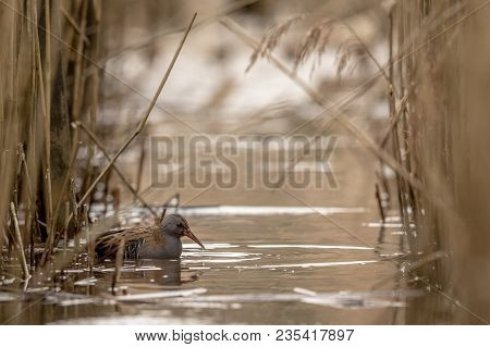 Water Rail Rallus Aquaticus Searching For Food In The Water Between Common Reed, Phragmites Australi