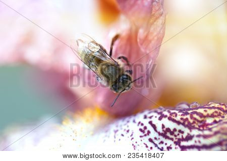 Closeup Flower With Bee. Honey Bee On A Flower Closeup. Closeup Iris Flower With Bee. Meadow In May 