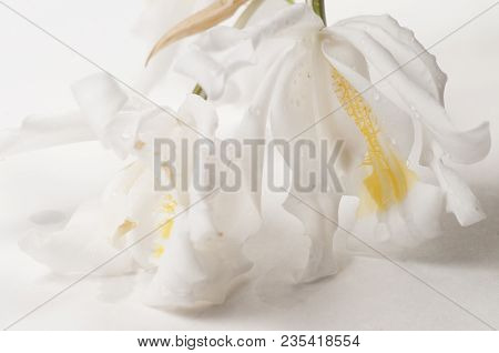 Flowers Of Coelogyne Cristata Orchid, Close Up Shot
