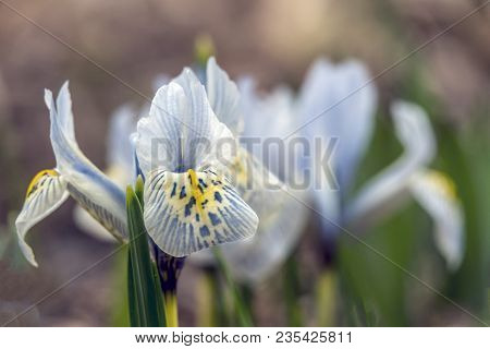 Blue Iris Flower With Water Drop In Close Up