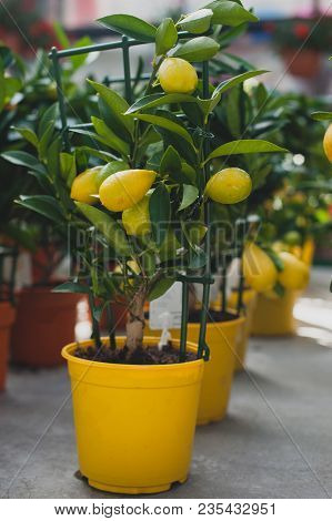 Limequat Tree - Citrofortunella Hybrid Of Lime And Kumquat.