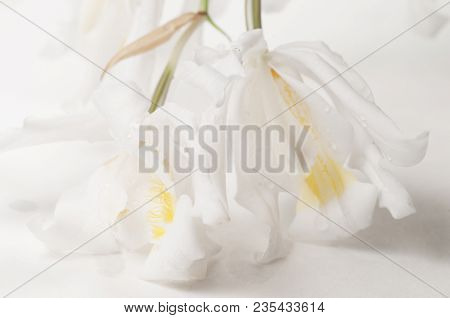 Flowers Of Coelogyne Cristata Orchid, Close Up Shot