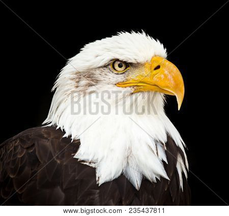 Portrait of a bald eagle (lat. haliaeetus leucocephalus)