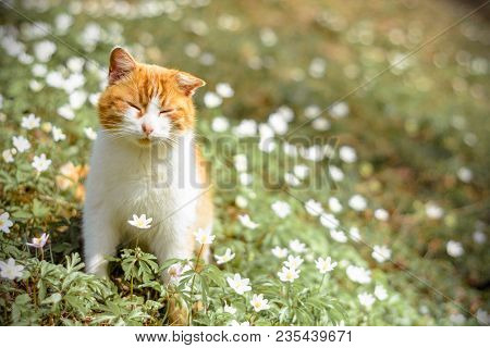 Beautiful Red Cat Rests In Wild Spring Flowers Anemones 2018