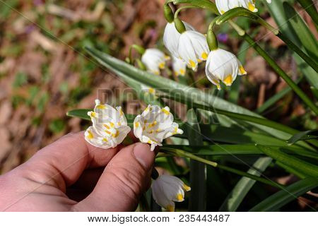 Wonderful Spring White Flowers Are Snowdrops With Rays Of The Sun 2018