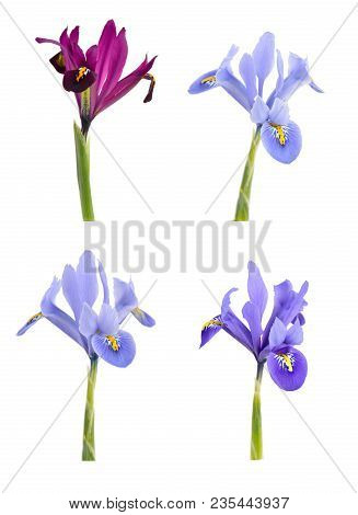 Iris  Or Iridodictyum Isolated On White Background.