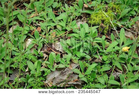 Hieracium Caespitosum. Medicinal Plant Hawk Hairy. Plant In The Spring Before Flowering.