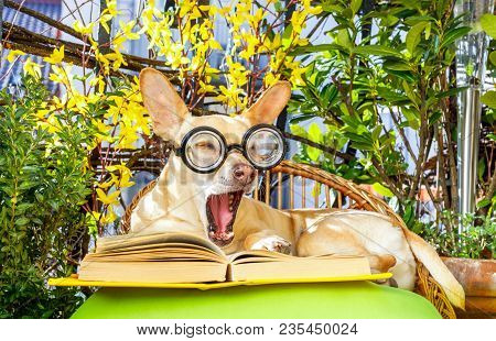 Podenco Dog Reading His Favorite Book,surrounded By Green Plants , Relaxing And Sitting On A Lounger
