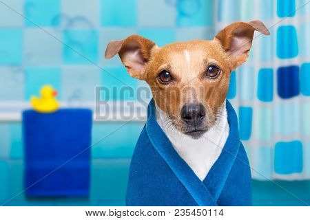 Jack Russell Dog  In A Bathtub Not So Amused About That , With Yellow Plastic Duck And Towel,wearing