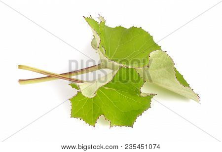 Two Coltsfoot Leawes Isolated On White Background.