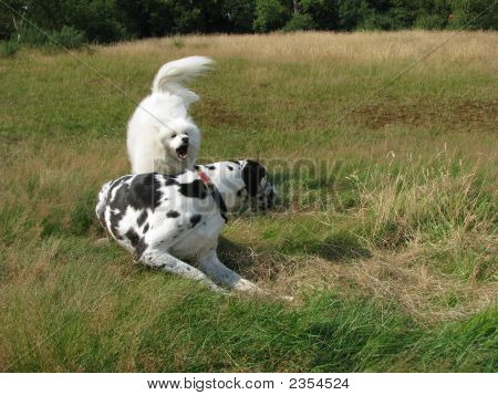 Dois cães se divertindo