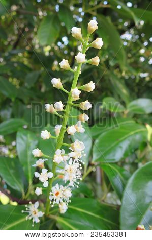 Privet Flower Evergreen Hedge Plant Privet Flower Evergreen Hedge Plant