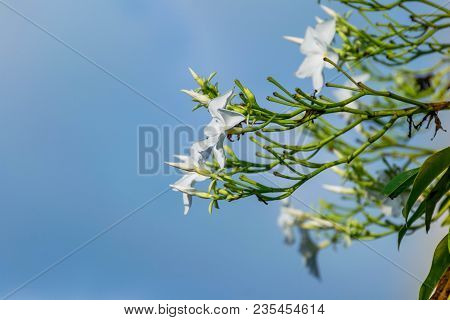 Close Up Of Gerdenia Crape Jasmine With Blue Sky Background.