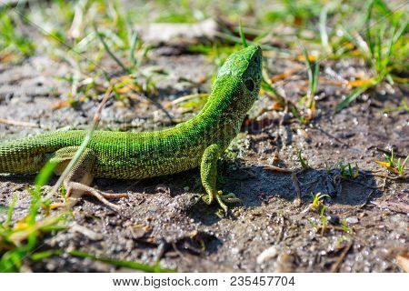 European Green Lizard Lacerta Viridis In Natural Habitat, Green Lizard Sunbathing.