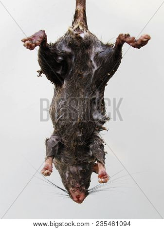 Dead Mouse On White Background, Black Rat Corpse
