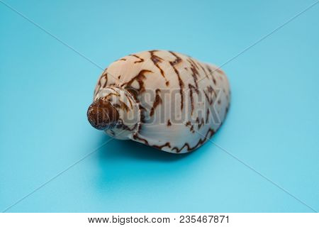 Cymbiola Nobilis Marine Seashell On Blue Background