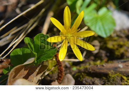 The Pilewort Flower, Ficaria Verna In Spring