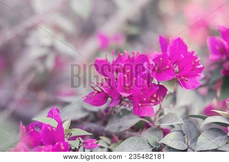 Background With Beautiful Pink Flowers Captured In The Garden. Bougainvillea Flowers In Blossom