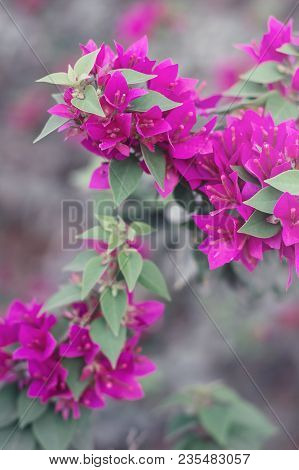 Vertical Photo Of Bougainvillea Flowers. Bush With Beautiful Pink Flowers. Paperflower. Plants For G