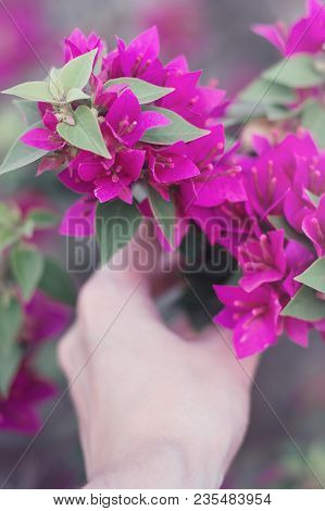 Hand Holding A Branch Of Bougainvillea Tree. Gardening Concept. People And Nature Concept. Paperflow