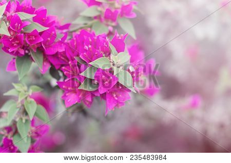 Bougainvillea Flower. Horizontal Photo Of Beautiful Pink Flowers During Springtime. Paperflower