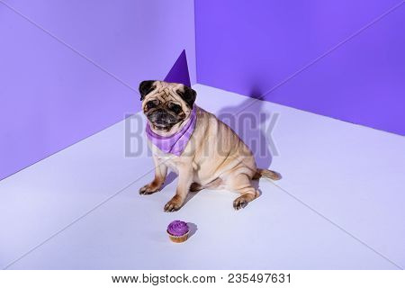 Pug Dog In Purple Party Hat Sitting At Cupcake With Icing, On Ultra Violet