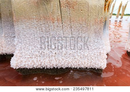 The Salty Lake With Pink Water And The Beach From Salt. Old Logs Pier On Lake Sasyk In The Crimea. S