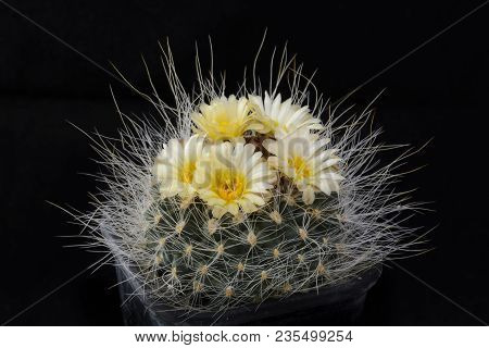 Cactus Pediocactus Paradinei With Flower Isolated On Black.