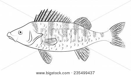 Perch Fish. Black And White Vector Drawing Outline Illustration.