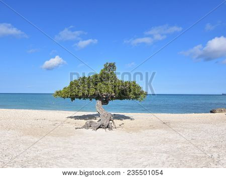 Aruba Iconic Trees On The White Sand Beach On The Coast.