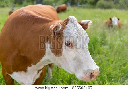 Close Portrait Of Large Cow With Brown And White Fur (hereford Cattle). Cow Is Standing In Tall, Gre