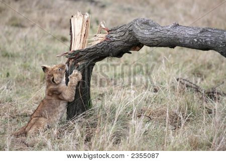 Løve Cub