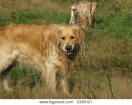 Golden Retriever