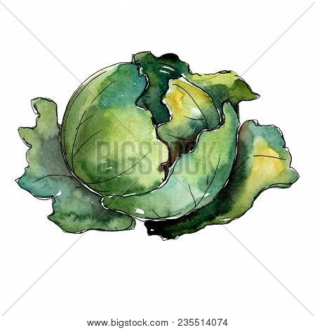 Green Cabbage Vegetables  In A Watercolor Style Isolated. Full Name Of The Vegetablles: Cabbage. Aqu