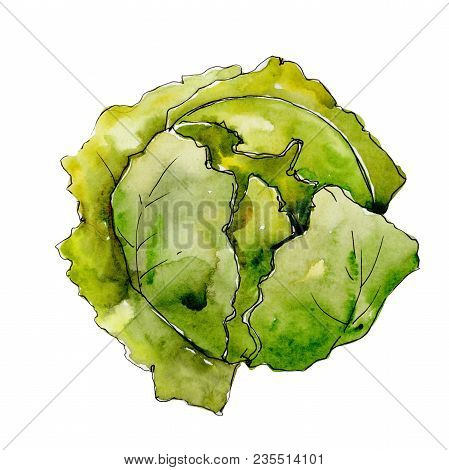 Green Cabbage Vegetables  In A Watercolor Style Isolated. Full Name Of The Vegetablles: Cabbage. Aqu