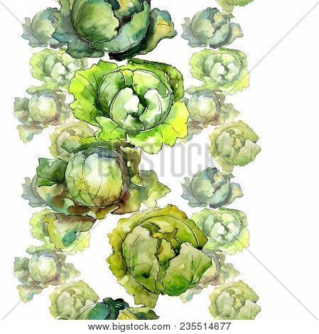 Green Cabbage Vegetables  In A Watercolor Style Pattern. Full Name Of The Vegetablles: Cabbage. Aqua