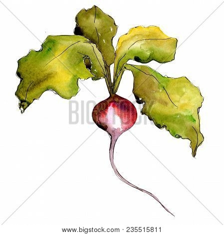 Red Radish Vegetables  In A Watercolor Style Isolated. Full Name Of The Vegetablles: Radish. Aquarel