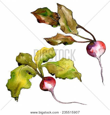 Red Radish Vegetables  In A Watercolor Style Isolated. Full Name Of The Vegetablles: Radish. Aquarel