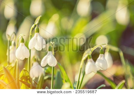 White Blooming Snowdrop Folded Or Galanthus Plicatus With Water Drops. Spring Sunny Day In The Fores