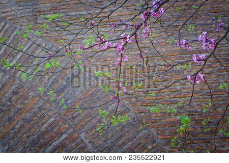 Branch With Flowers Tsertsis European Against The Background Of A Brick Wall