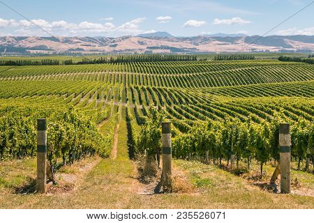 Rolling Hills With Vineyards In Marlborough Region, South Island, New Zealand