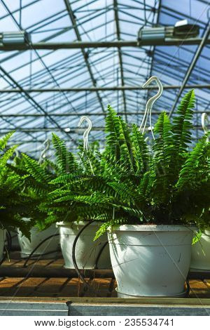 Nephrolepis Green Lady, Houseplants Cultivated As Decorative Or Ornamental Flower, Growing In Greenh