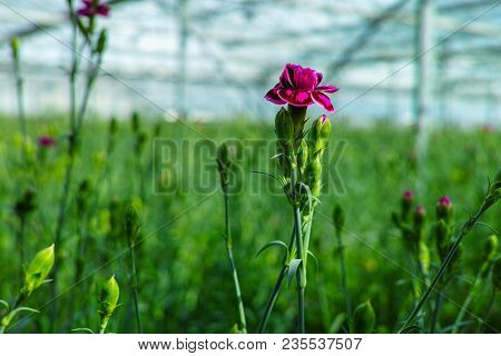 Сultivation Of Dianthus Caryophyllus, The carnation Flowering Plants In Greenhouse