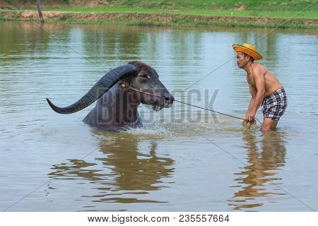 Kalasin, Thailand - May 21, 2016: Cattleman Without Shirt Bathing Buffalo With Extra Long Horns In R