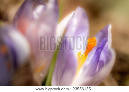 Violet Crocus Vernus In The Garden Macro Photography