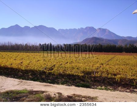 Autumn Vineyards