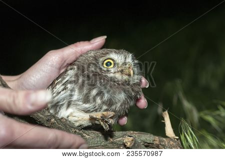 Portrait Of Cute Little Owl With Bokeh, Athene Noctua