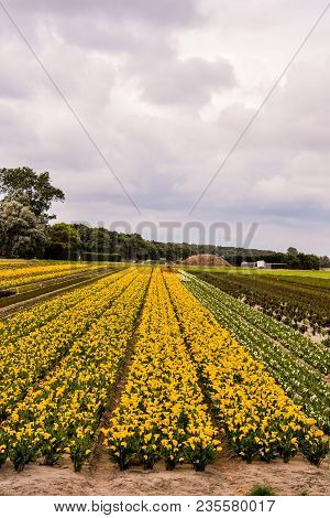 Photo Picture Of Calla Flower Colored Garden Field Cultivation